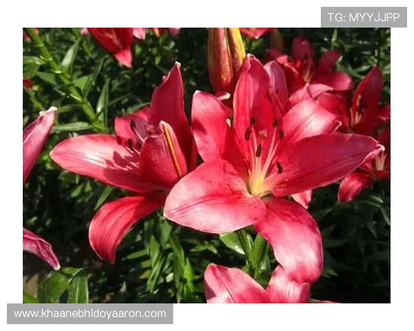 百合国际娱乐城:体验全球顶级线上娱乐盛宴,尽享极致娱乐体验 百合国际娱乐城:体验全球顶级线上娱乐盛宴,尽享极致娱乐体验